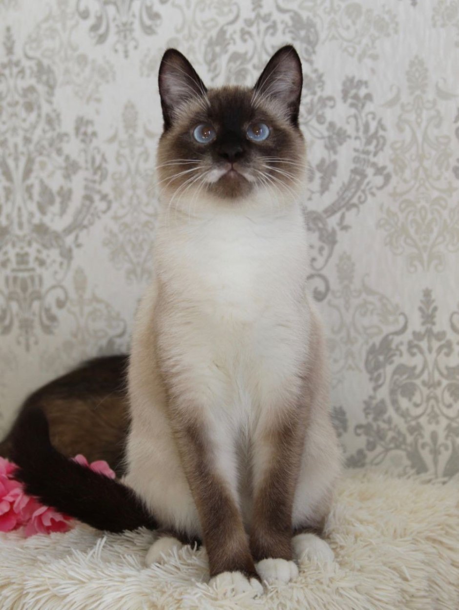 Сиамская кошка рыжая