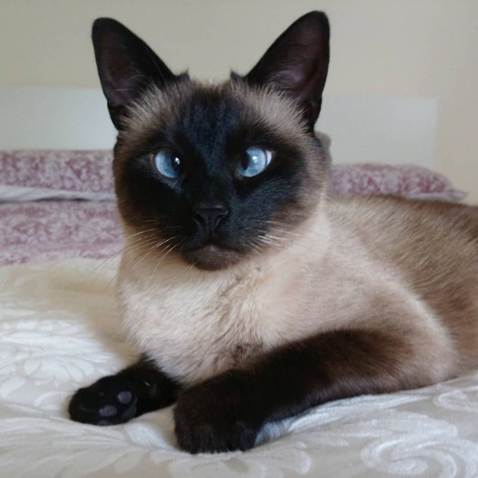 Кошка юм юм