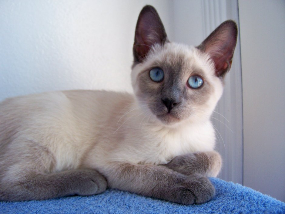 Тайский котик