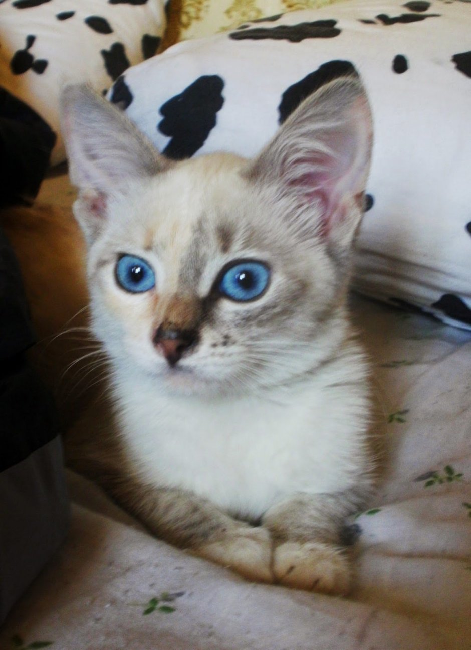 Сиамский кот метис