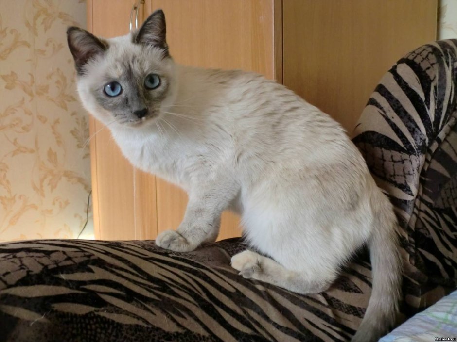 Сиамский кот метис