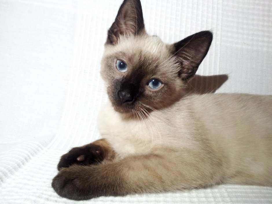Сиамская кошка