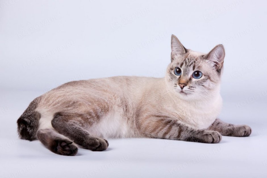 Сиамская кошка