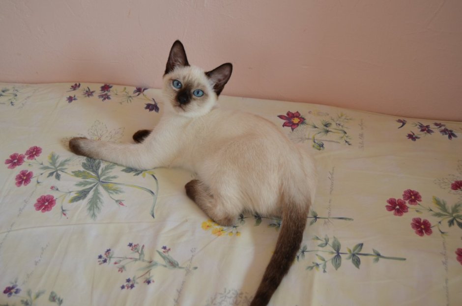 Ласковая Сиамская кошка