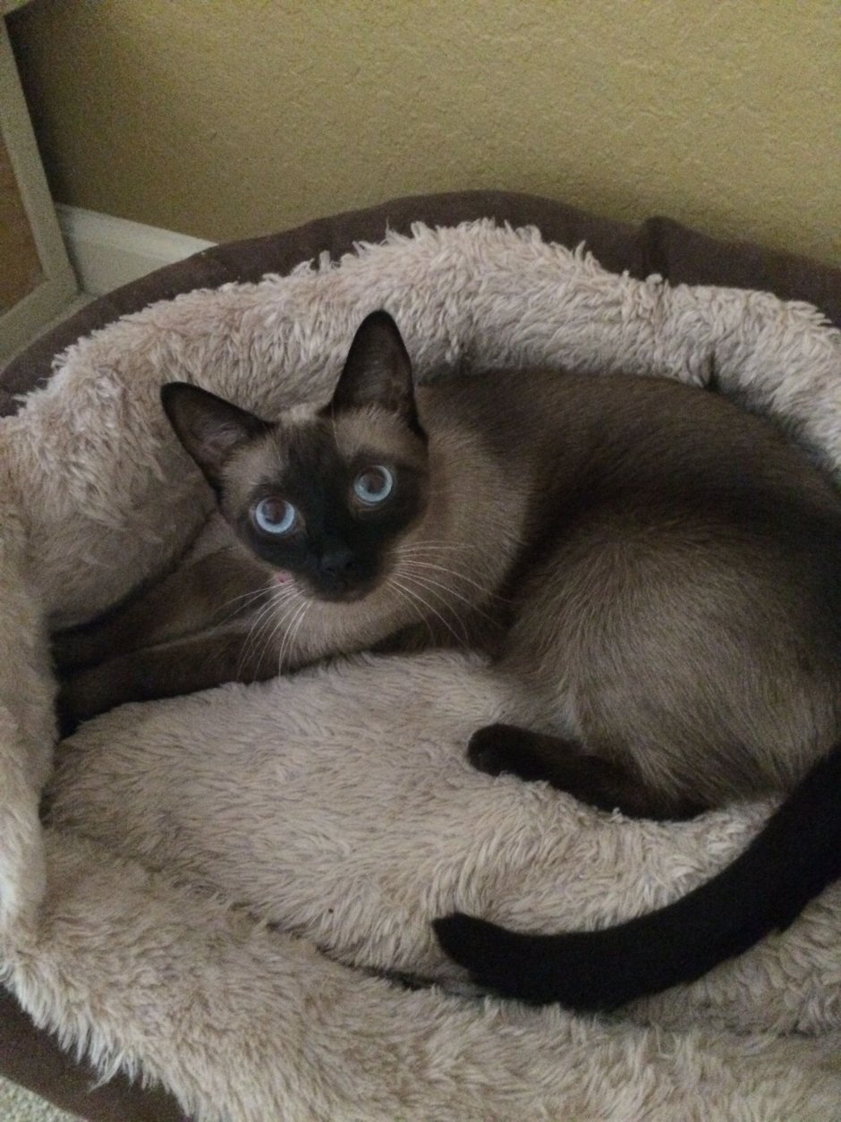 Сиамская кошка