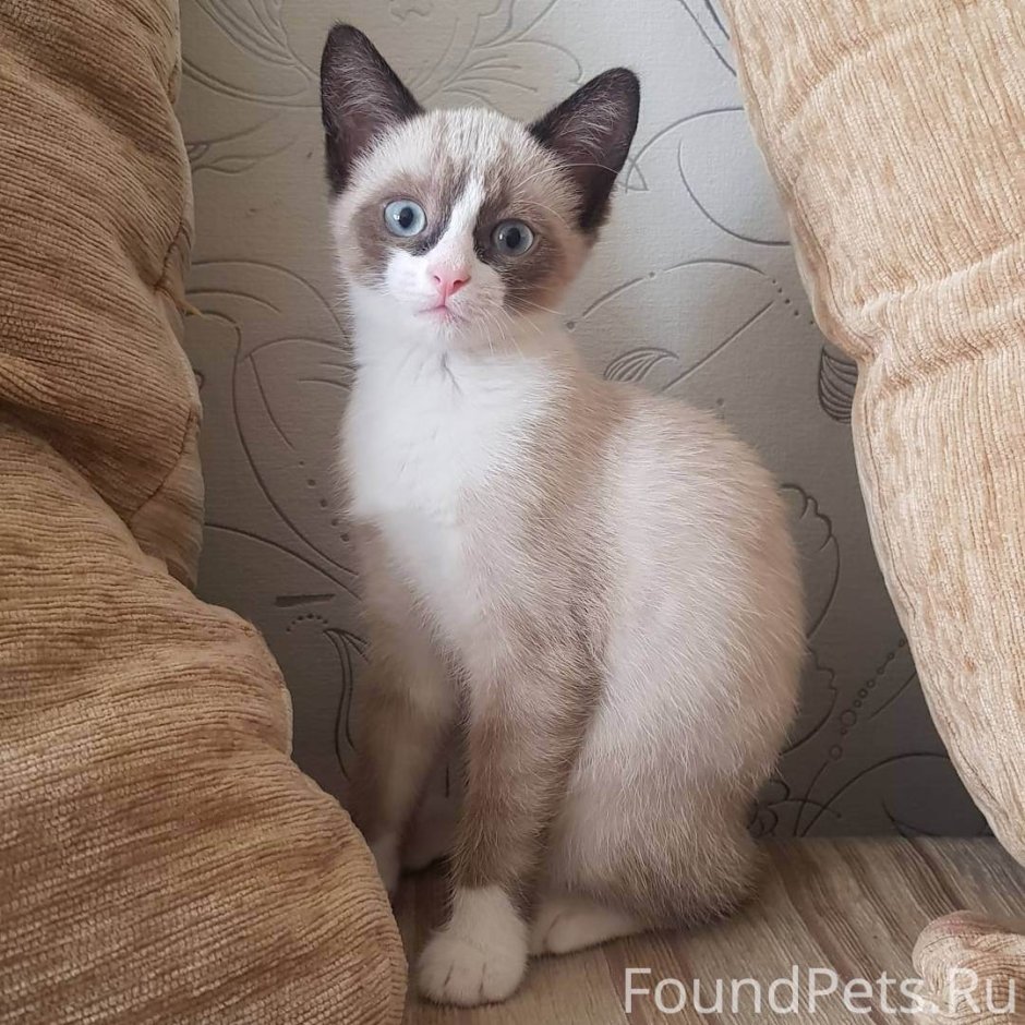 Тайская кошка голубой Пойнт