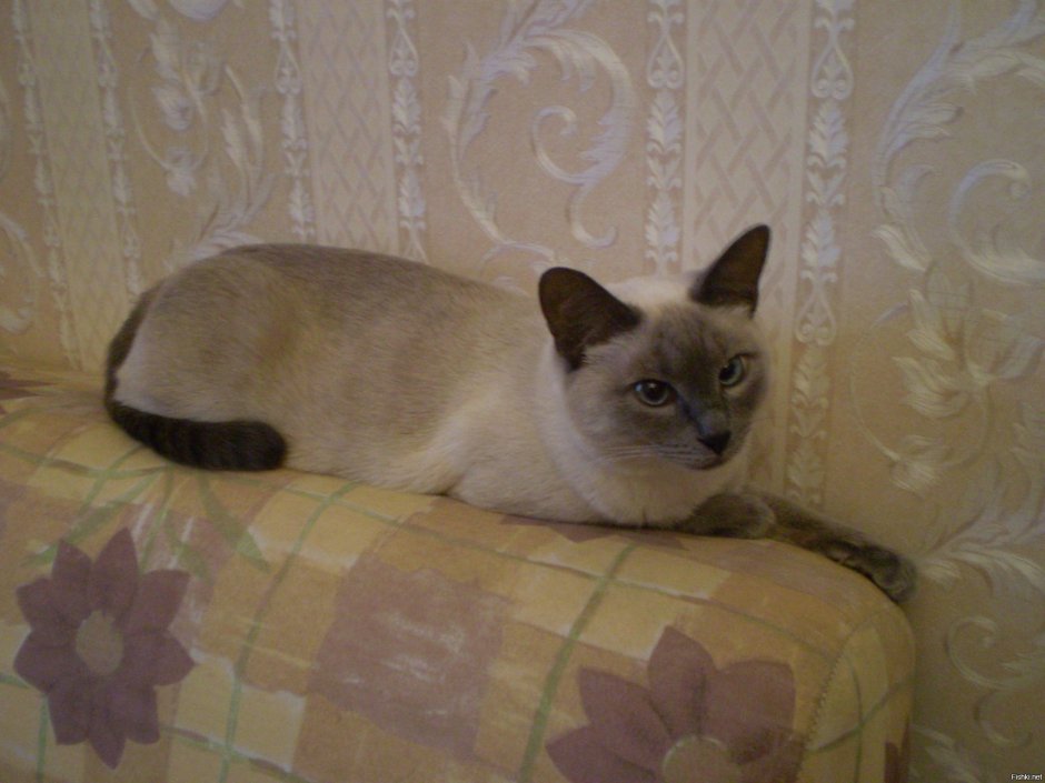 Сиам метис кошка