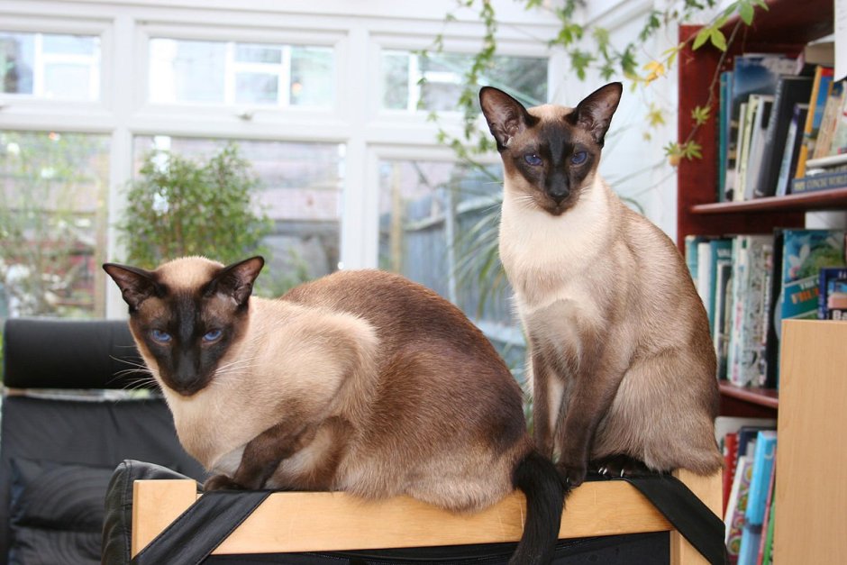 Сиамская кошка