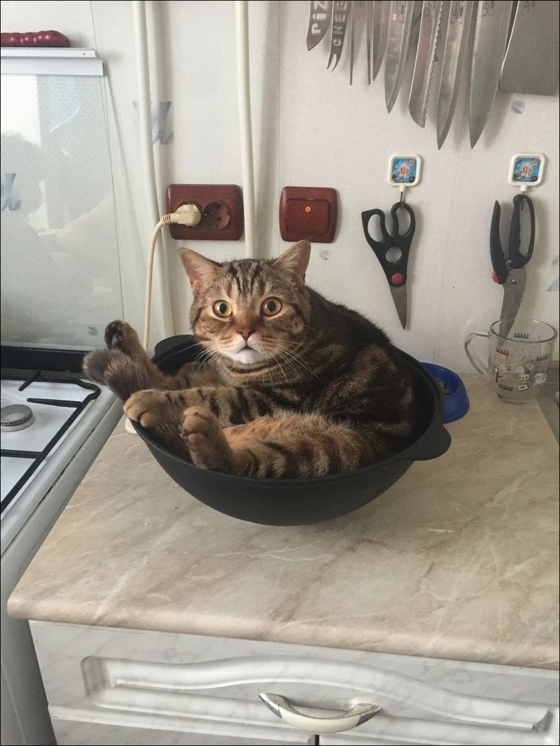 Кот на сковородке