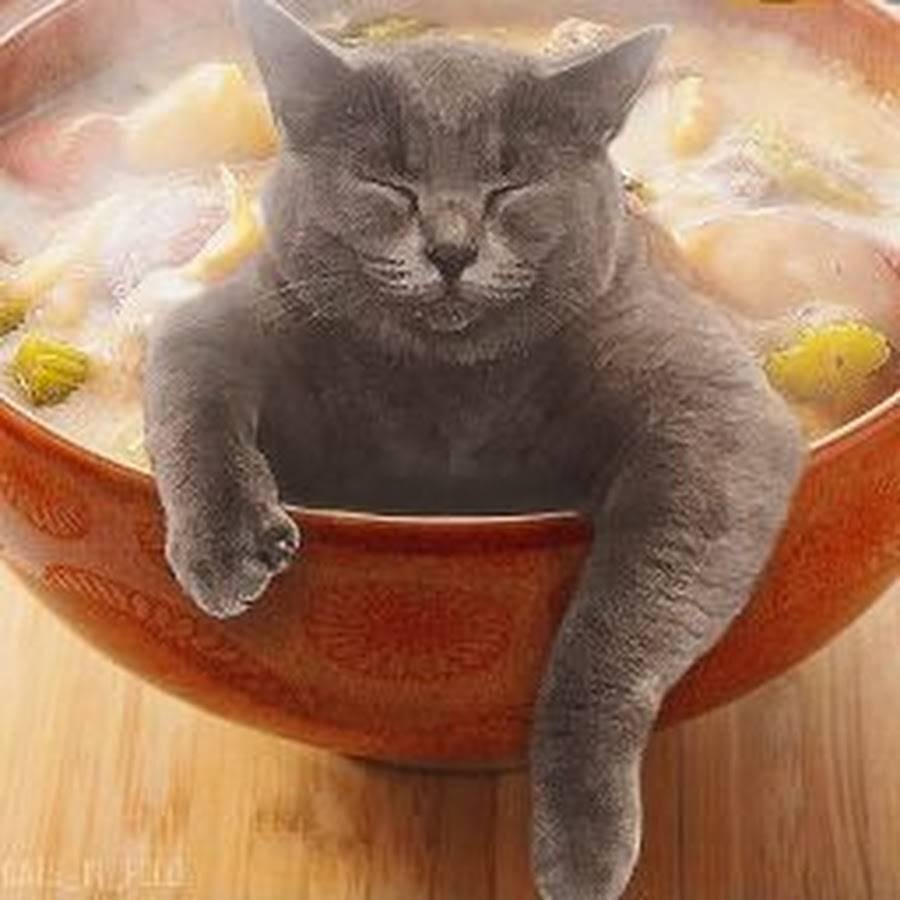 Суп с котом
