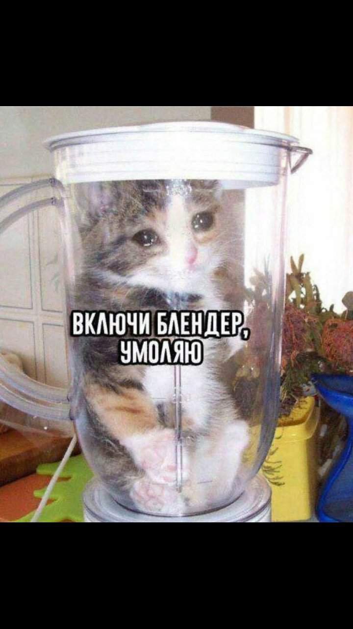 Кот в блендере