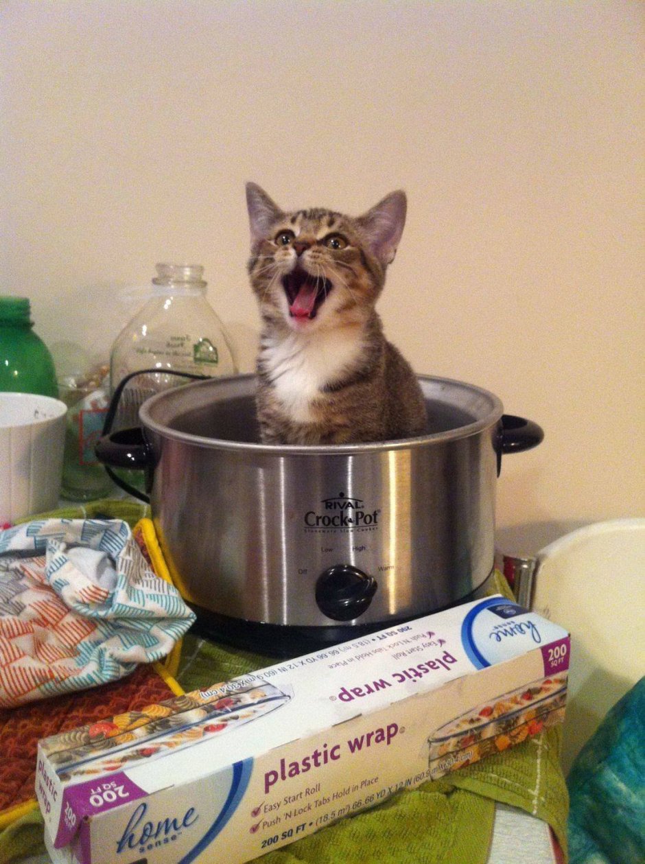 Кастрюли с котами