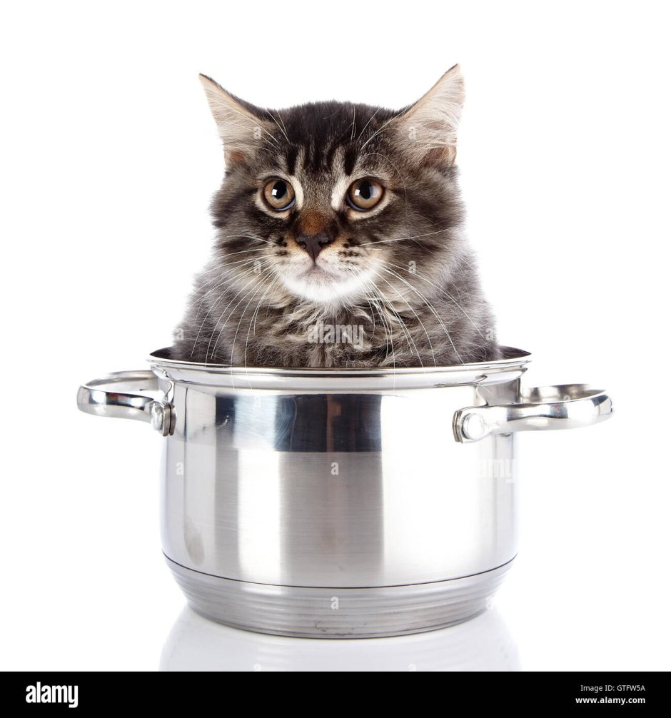 Котик в кастрюльке