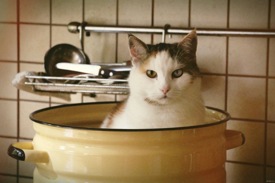 Кастрюли коты
