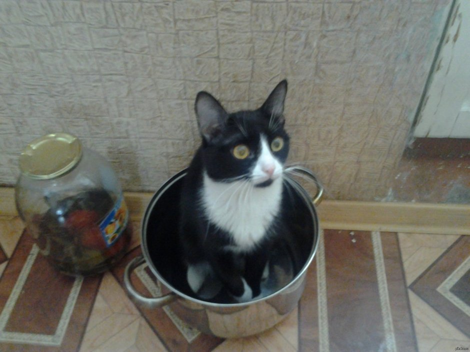Кот сидит в кастрюле