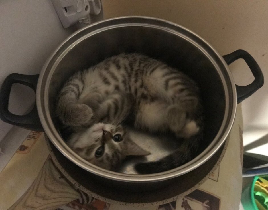 Кот сидит в кастрюле
