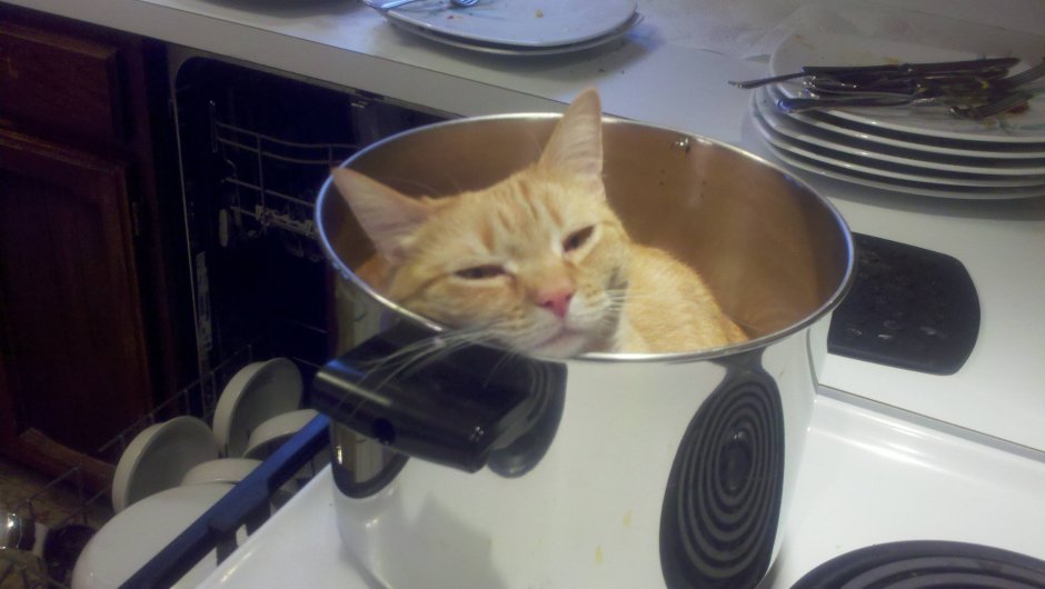 Кот залез в кастрюлю