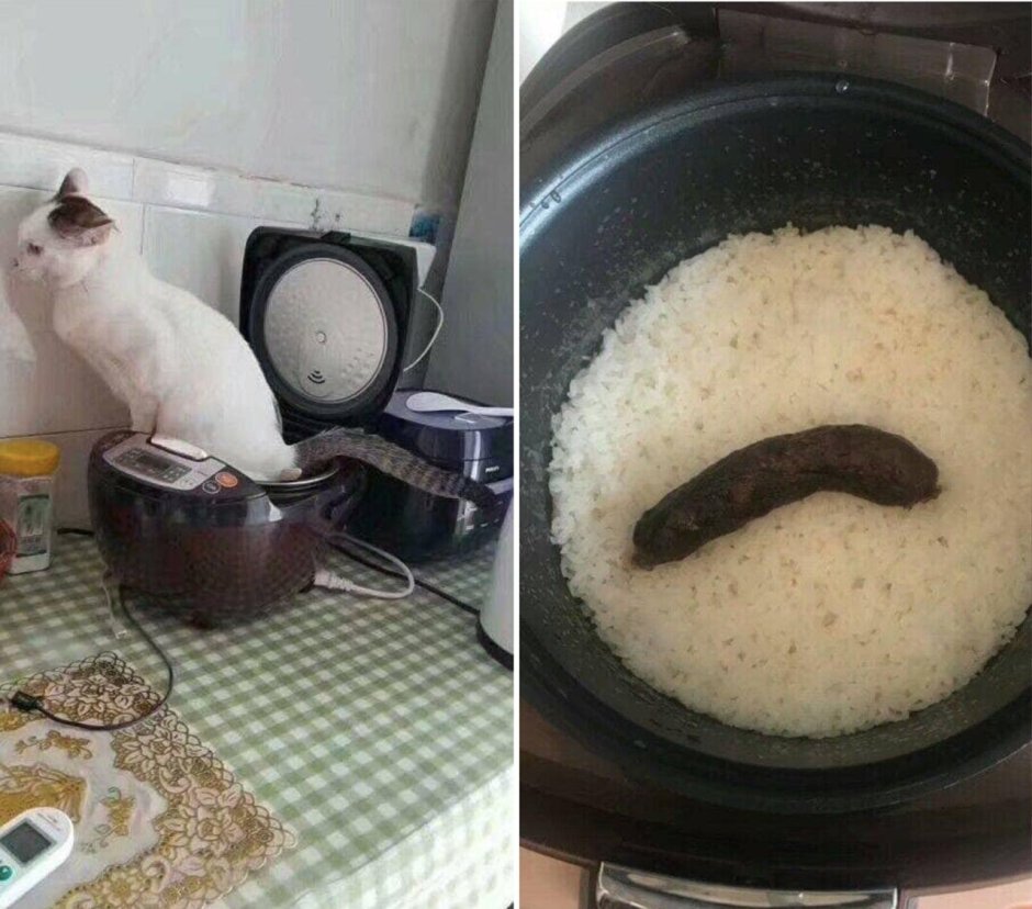 Кот в кастрюле