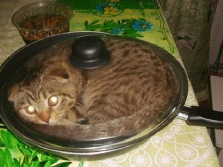 Кот в кастрюле