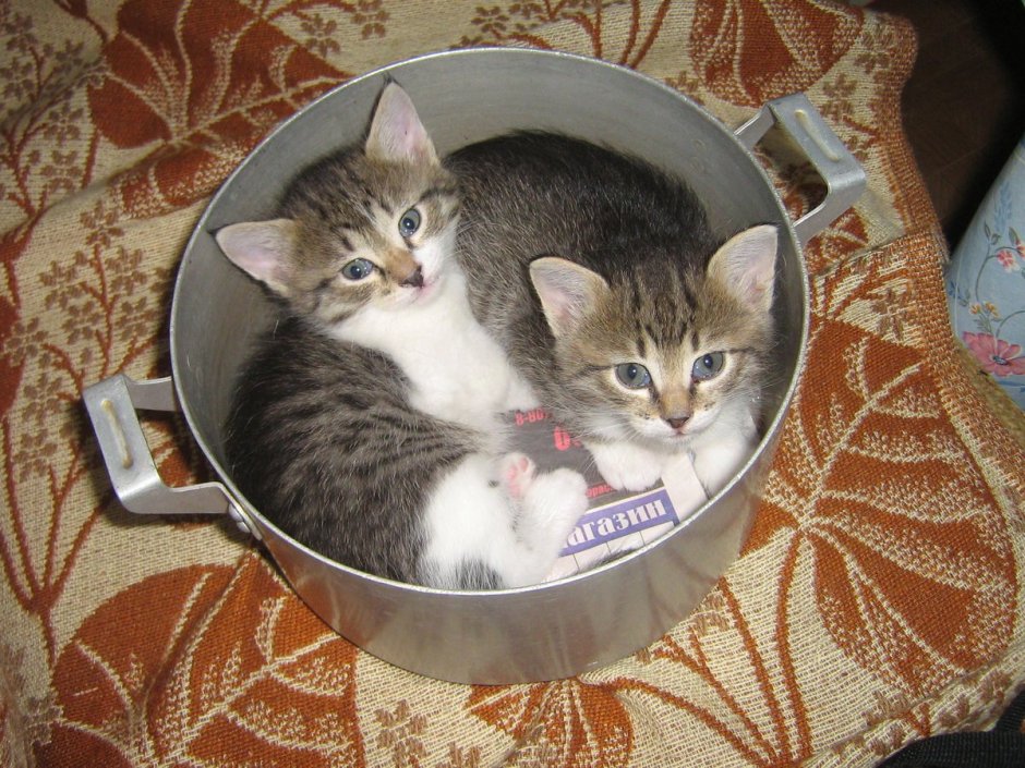 Кот в кастрюльке