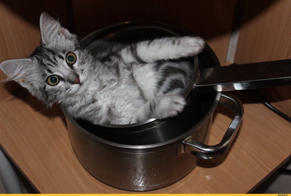 Кот в кастрюльке