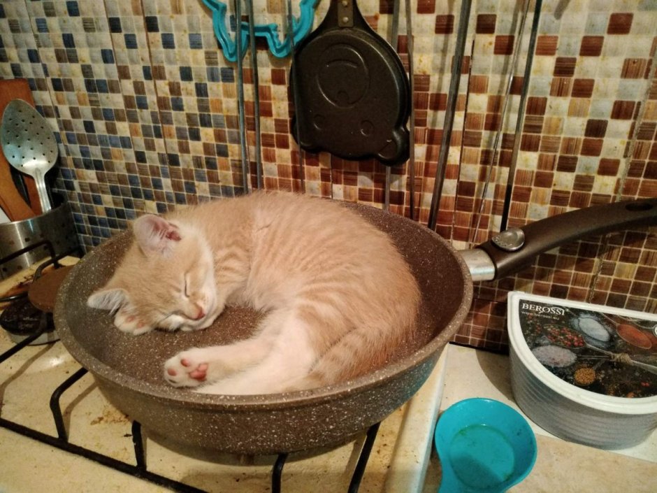 Кот в сковороде