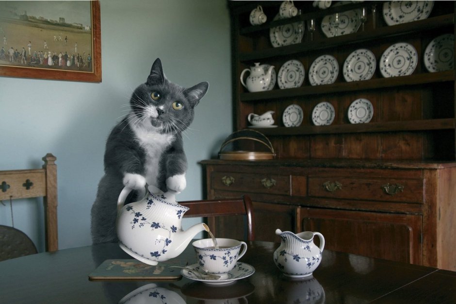 Чайник кот