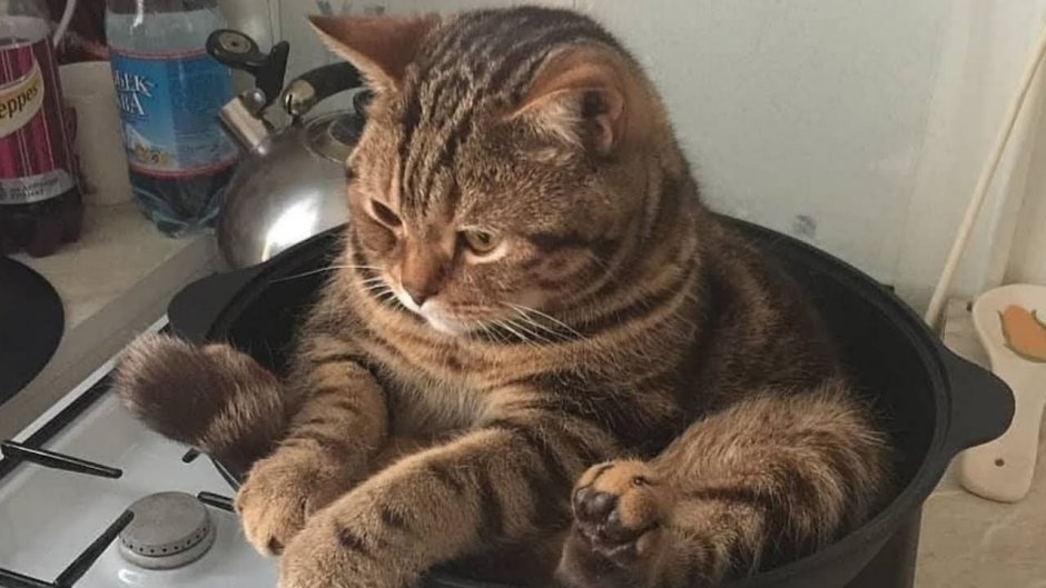 Голодный котик