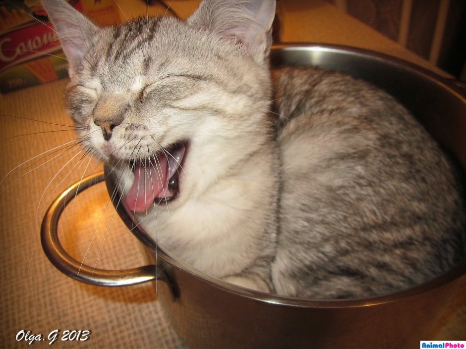 Кот ест из кастрюли