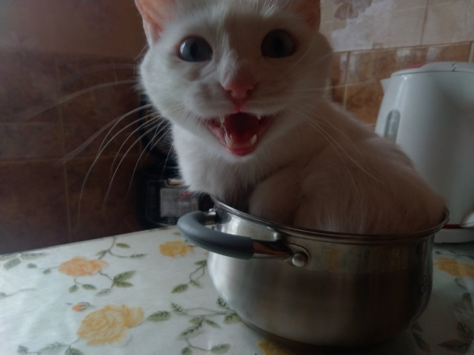 Что означает потом суп с котом