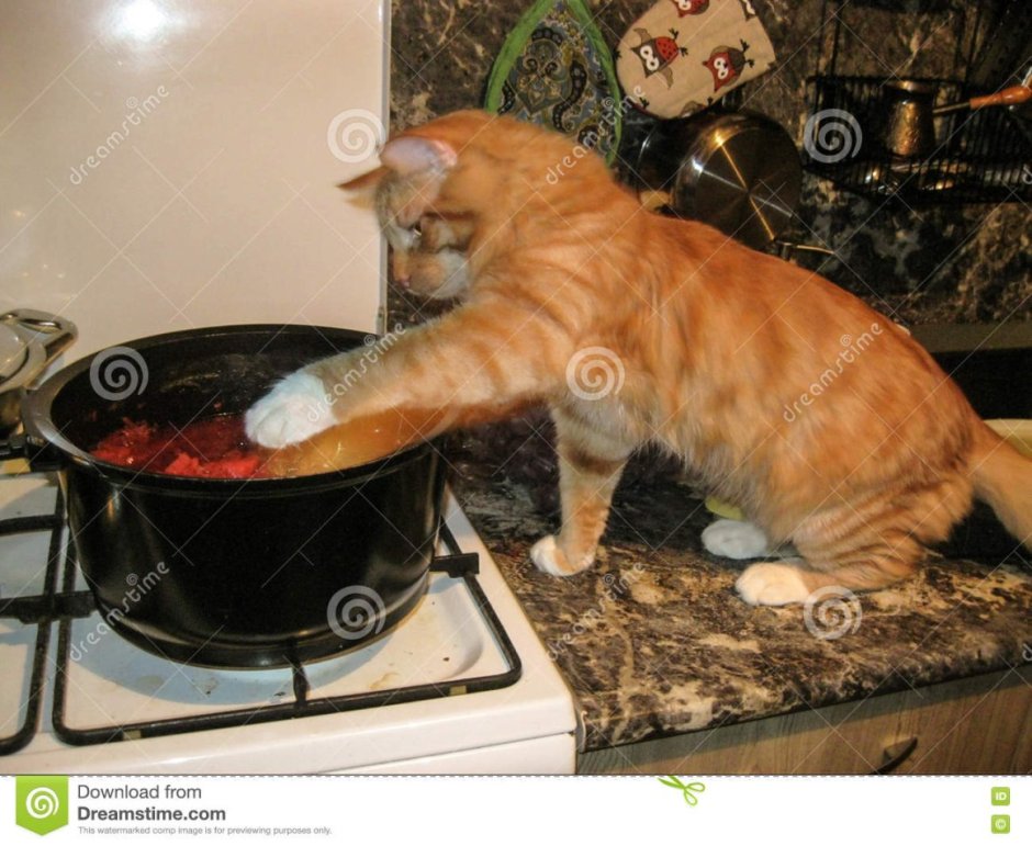 Котик готовит