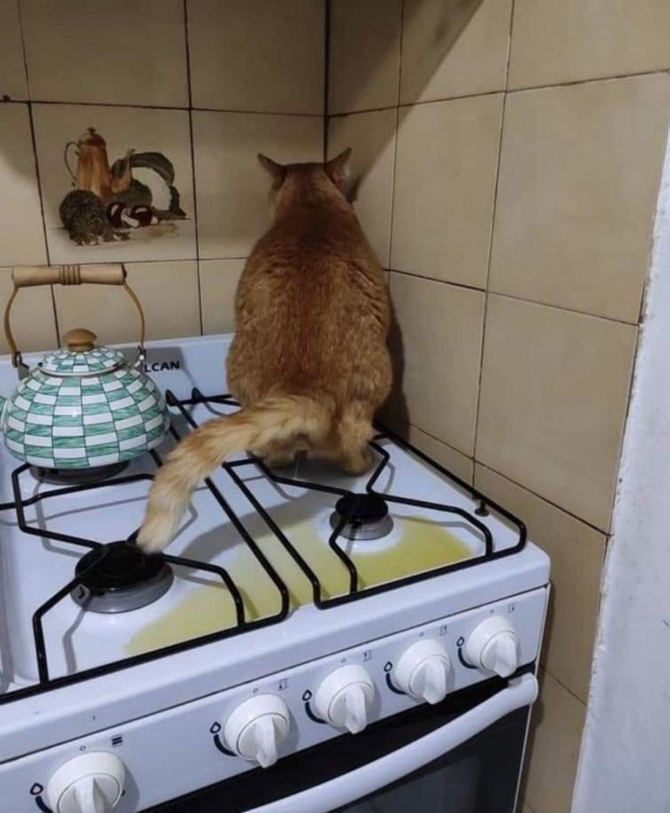 Кошка на плите в кастрюле