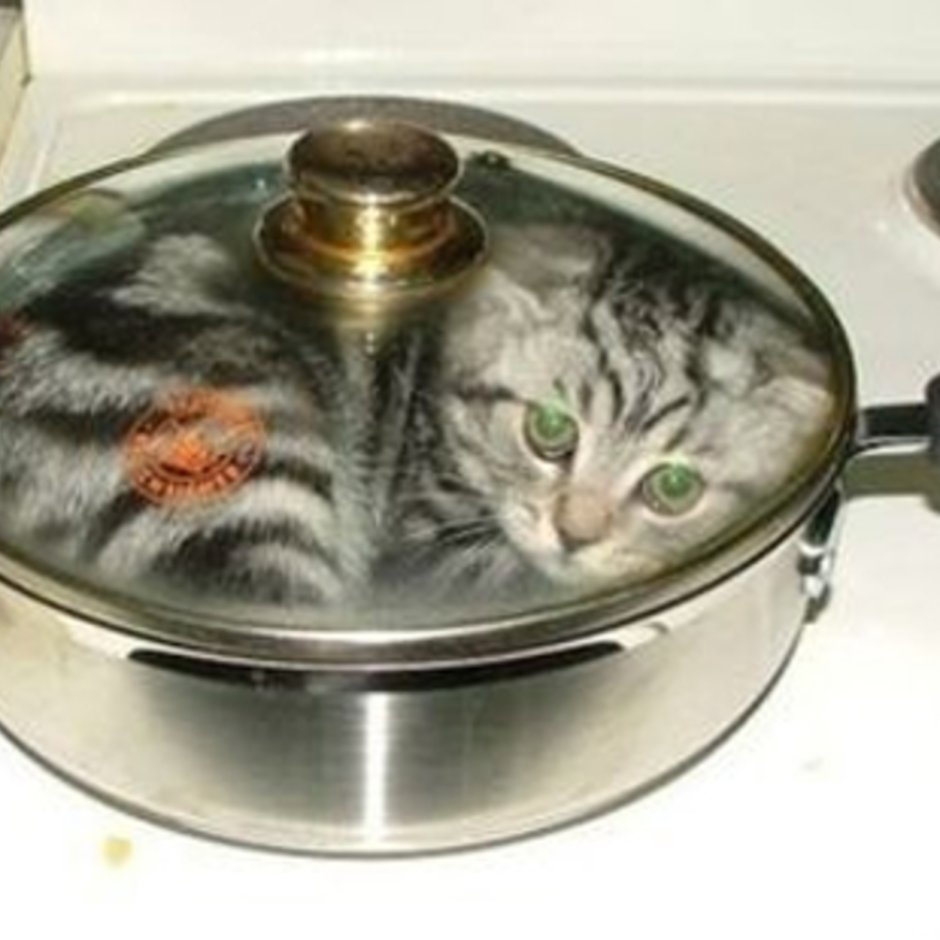 Не любите кошек вы просто не умеете их готовить