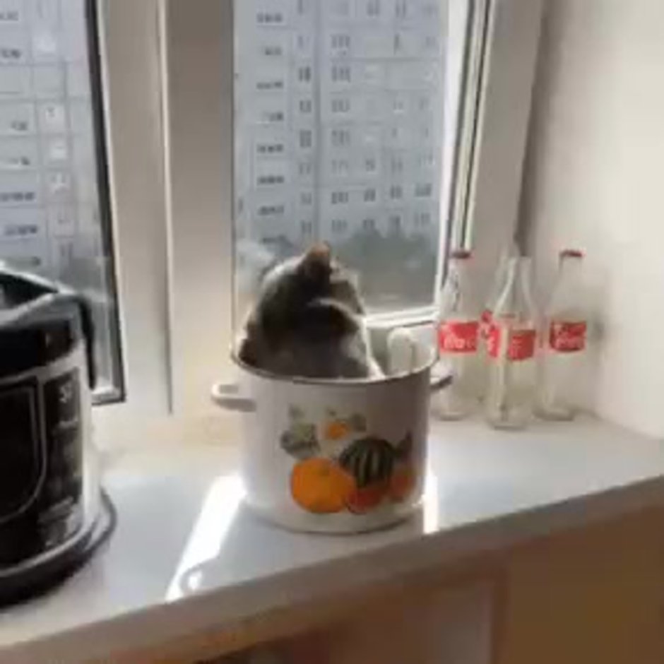 Кот закипает