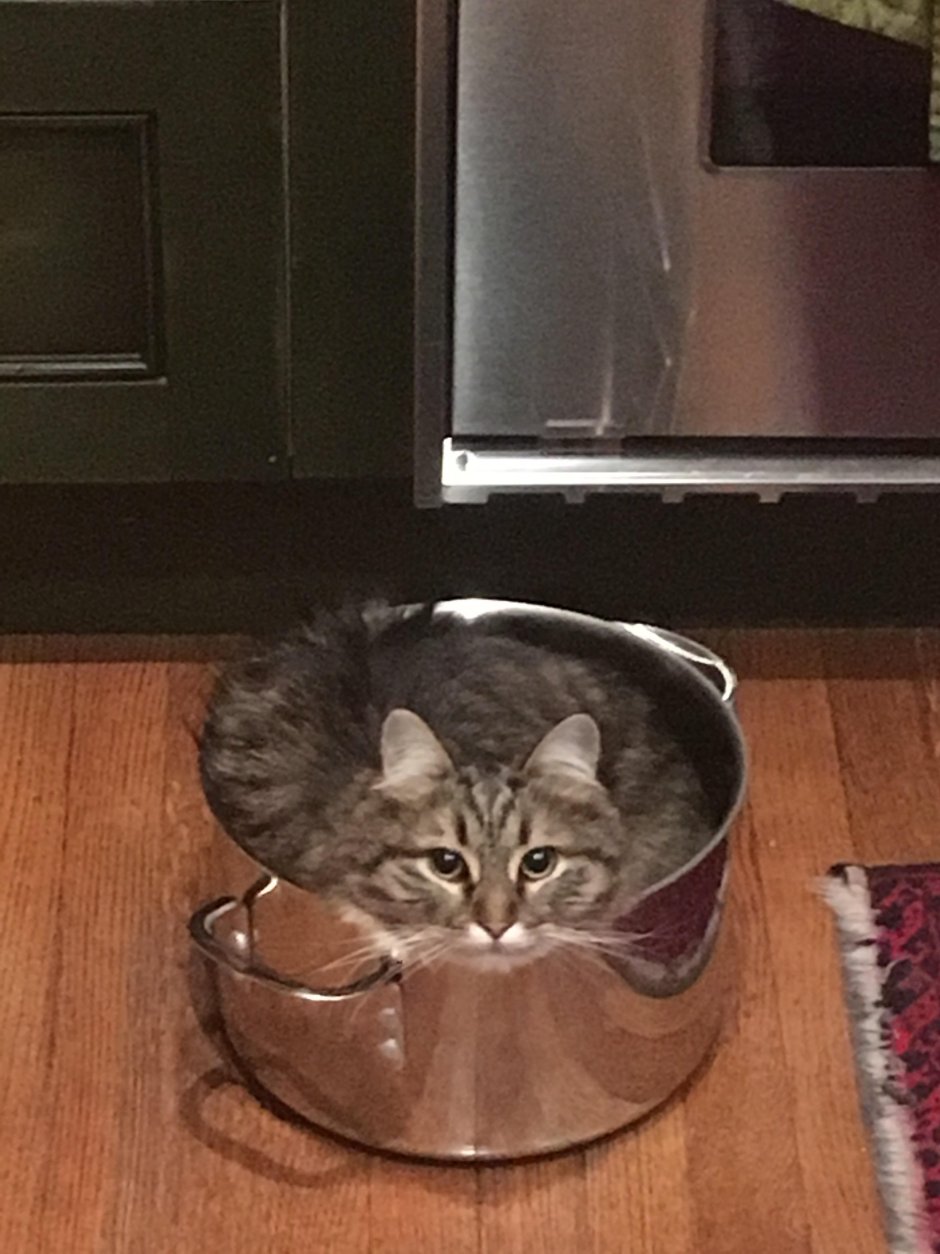 Кастрюли коты