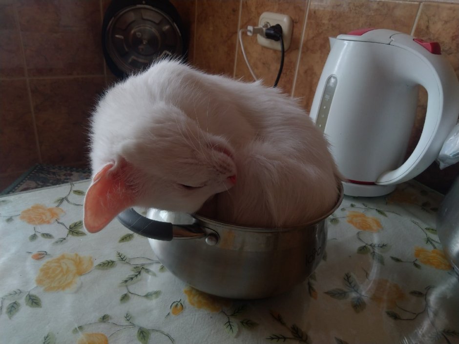 Одинокий пельмень прилипший ко дну кастрюли котик