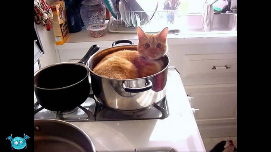 Кастрюли коты