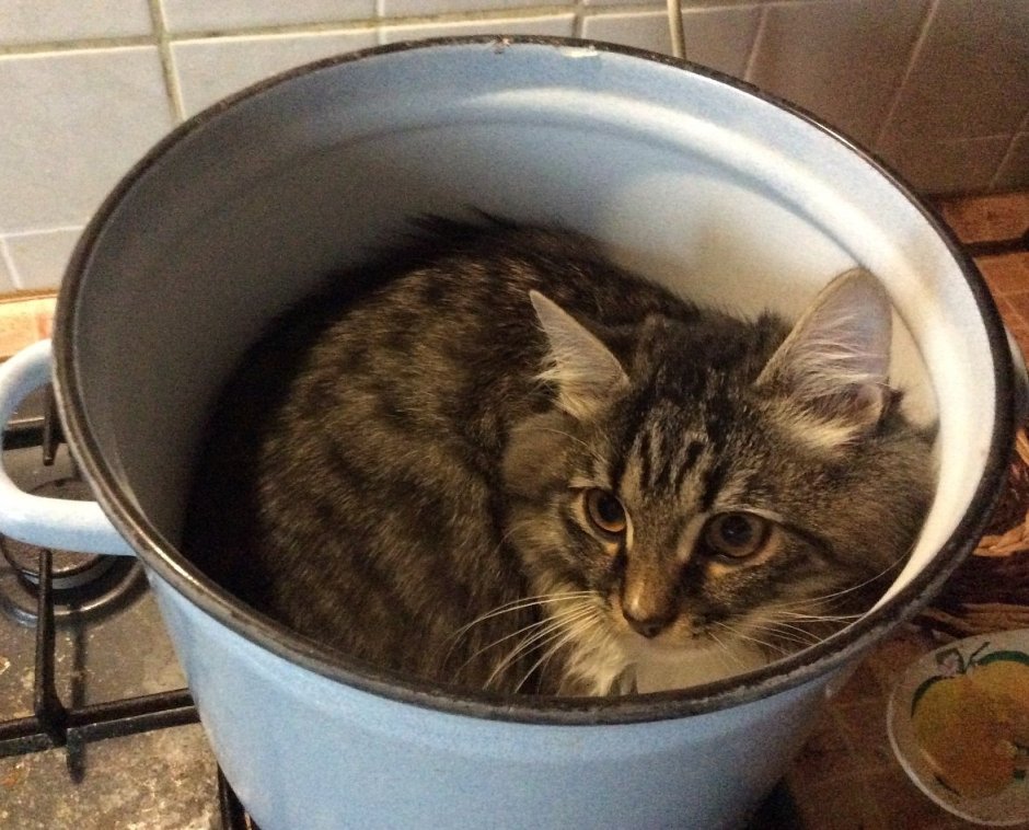 Кастрюли коты
