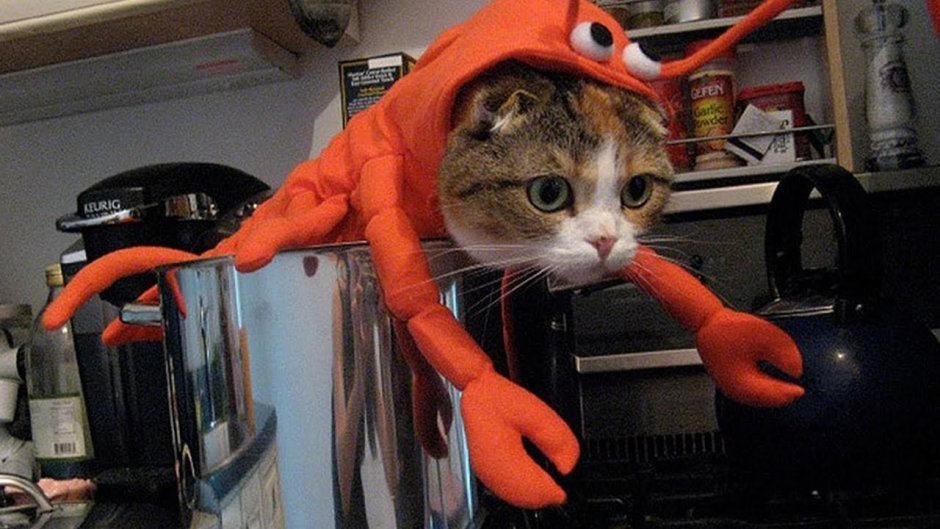 Кот в костюме креветки