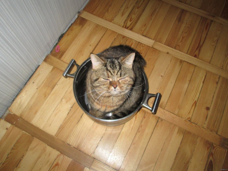 Кот заглядывает в кастрюлю
