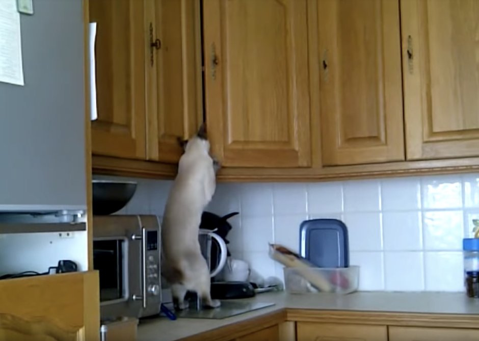 Кухня анимация