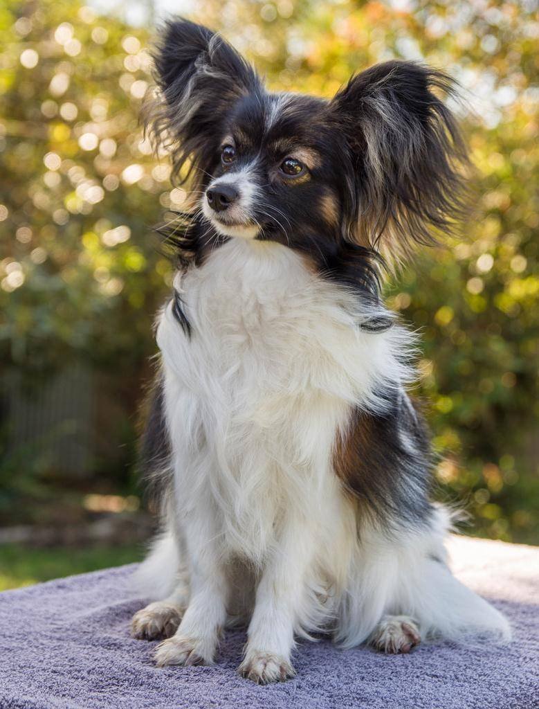 Порода собак Папильон