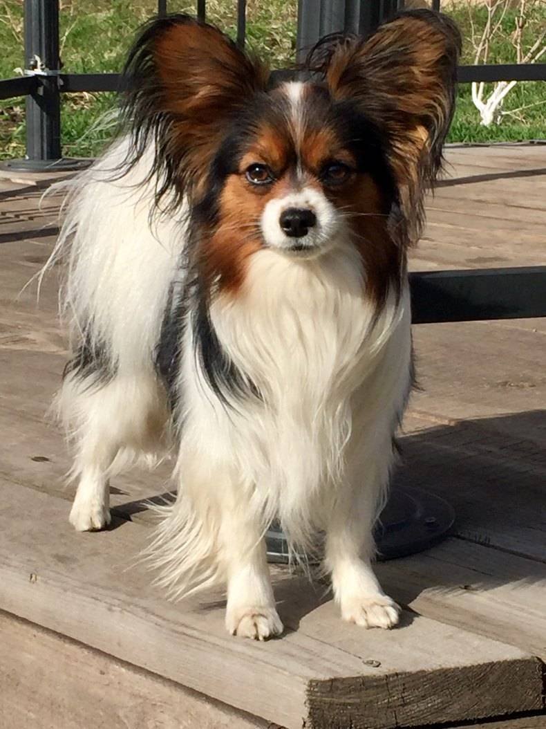 Порода собак бабочка Папильон