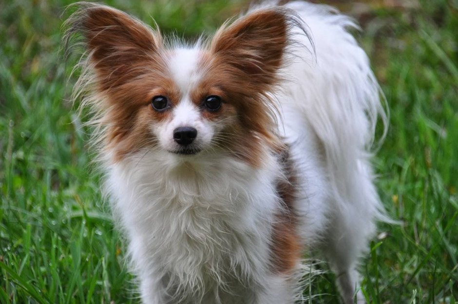 Папильон бабочка