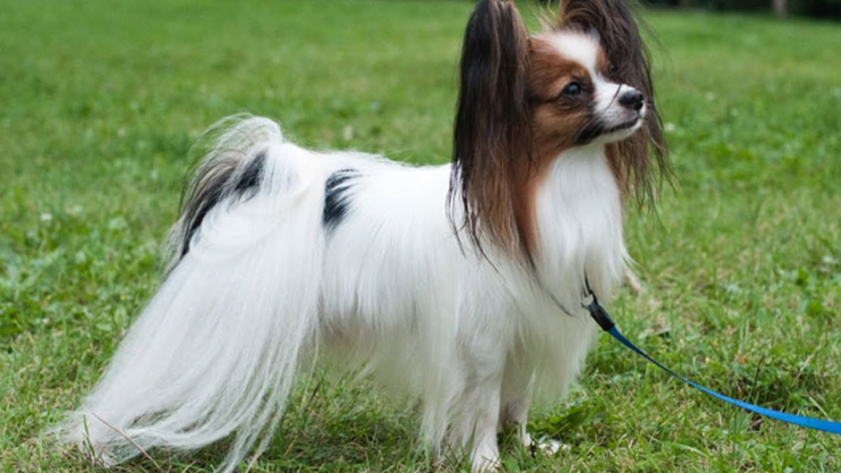 Континентальный карликовый спаниель