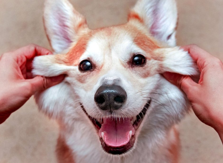 Милая морда собаки