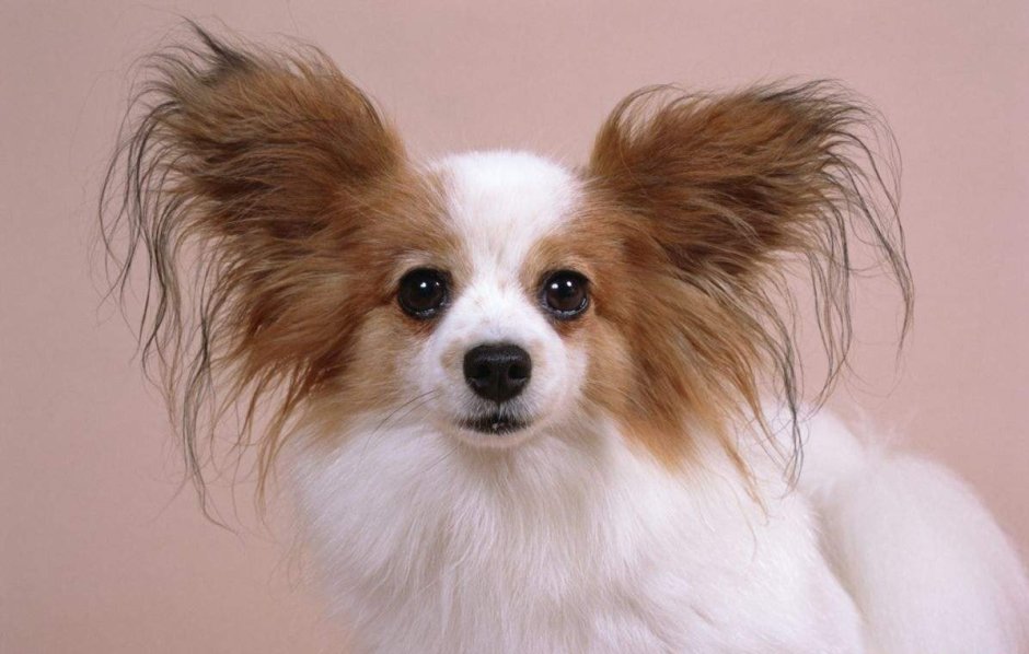 Папильон фален