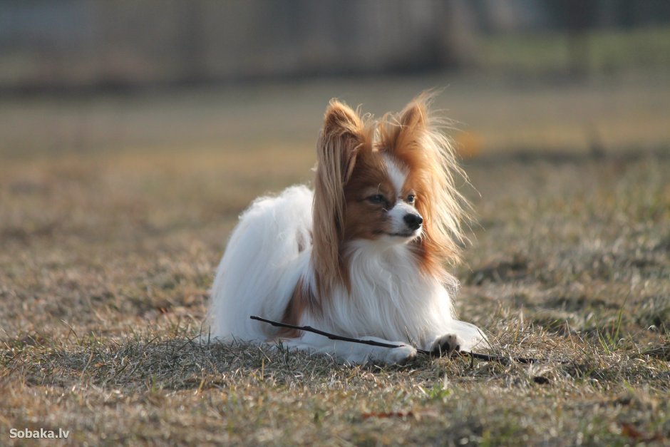 Порода собак Папильон