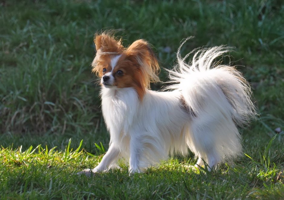 Австралийская овчарка Папийон