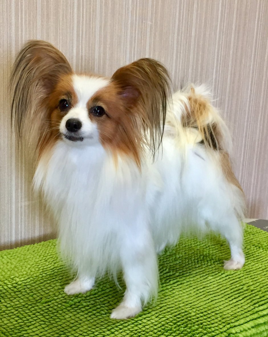 Папильон хаунд Триколор